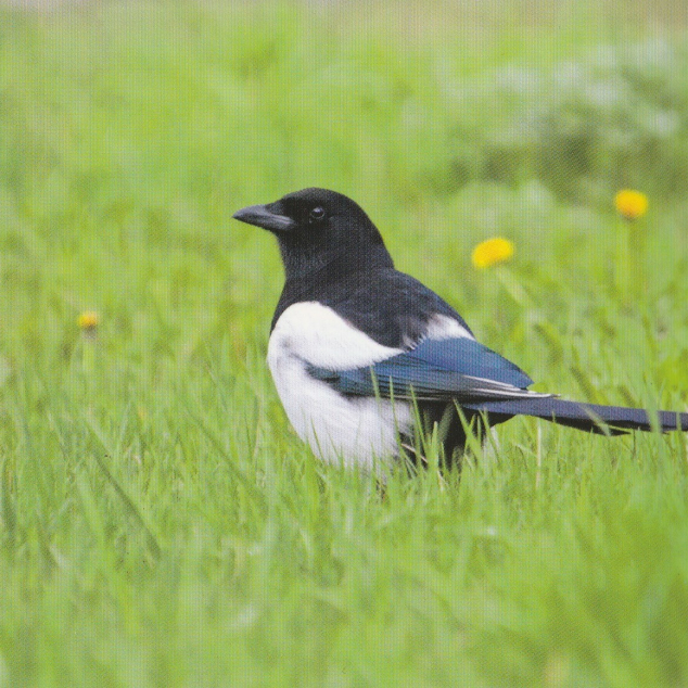 Ansichtkaart Vogel.