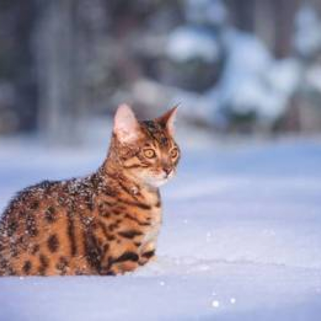 Ansichtkaart Kat in de Sneeuw. 