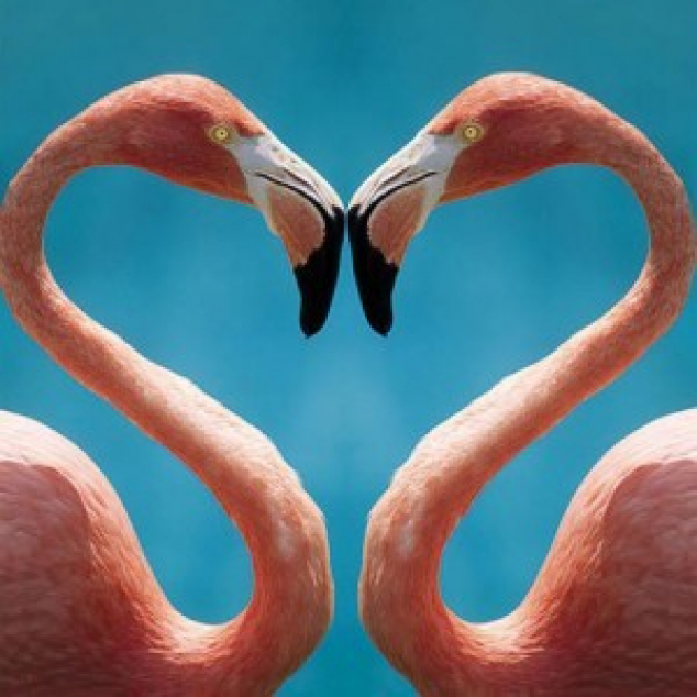 Wenskaart Flamingo's.