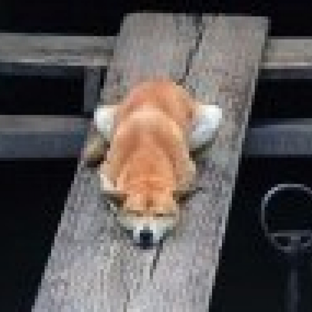 Ansichtkaart Shiba Inu. 