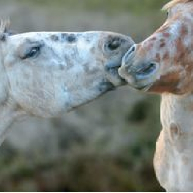 Ansichtkaart Paardenkus. 