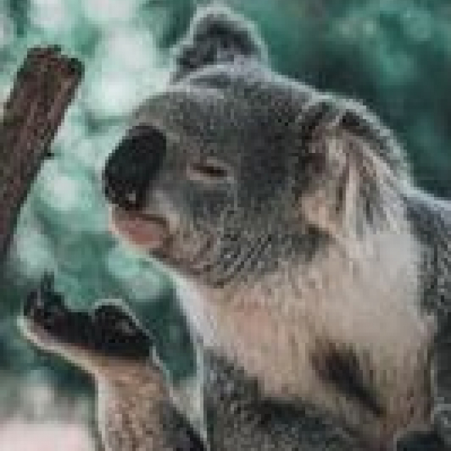 Ansichtkaart Koala Handkus. 
