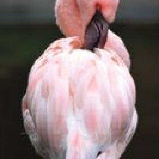 Ansichtkaart Flamingo. 