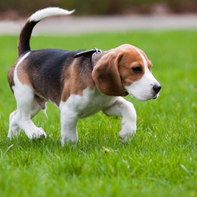 Ansichtkaart Beagle gaat op onderzoek. 